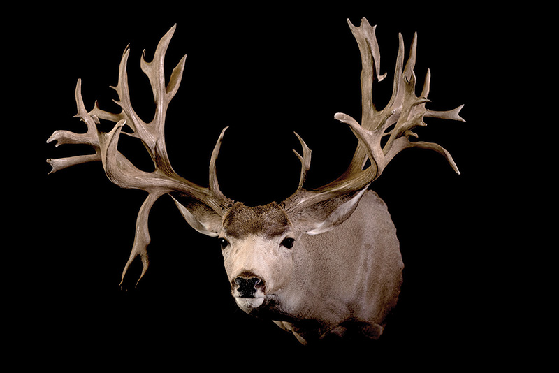 World Record Mule Deer Buck