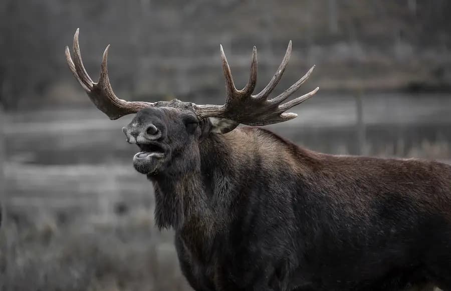 Moose